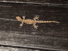 Lepidodactylus lugubris