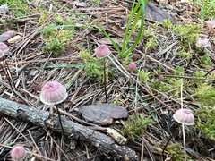 Marasmius pulcherripes