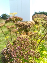 Angelica lucida