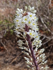 Drimia maritima