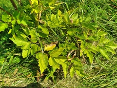 Angelica lucida