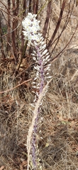 Drimia maritima