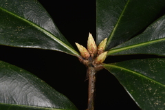 Quercus sessilifolia