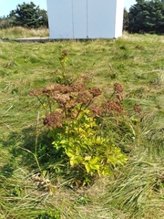 Angelica lucida