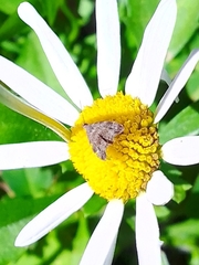 Anthophila fabriciana