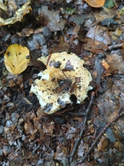 Russulaceae