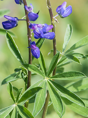 Lupinus arcticus