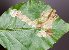 Cameraria guttifinitella