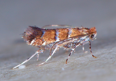 Cameraria guttifinitella