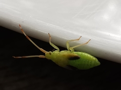 Pantilius tunicatus