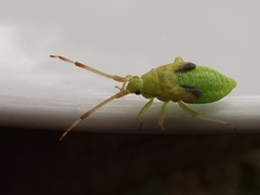 Pantilius tunicatus