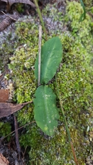 Chiloglottis