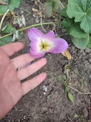 Colchicum