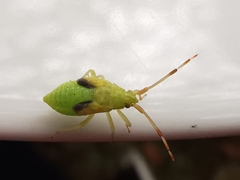 Pantilius tunicatus