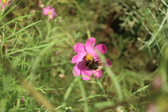 Bombus