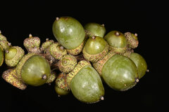 Lithocarpus brevicaudatus