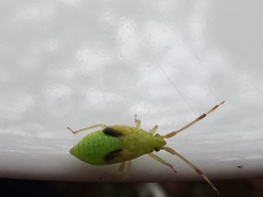Pantilius tunicatus