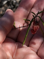 Lasiopetalum rufum