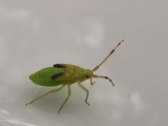 Pantilius tunicatus