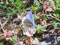Polyommatus bellargus