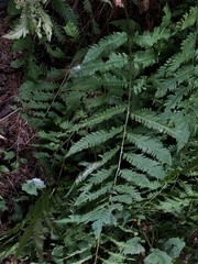 Dryopteris goldieana