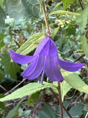 Campanula rapunculoides