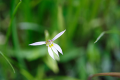 Lobelia chinensis