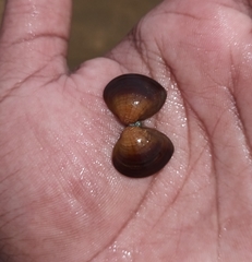 Marcia opima