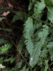 Dryopteris goldieana
