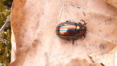 Chrysolina cerealis