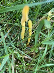 Clavulinopsis helvola