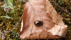 Chrysolina cerealis