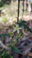 Xanthosia pilosa