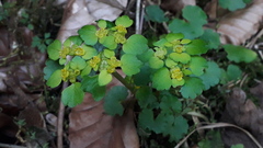 Chrysosplenium alternifolium