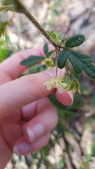 Xanthosia pilosa