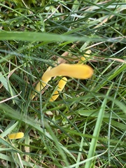 Clavulinopsis helvola