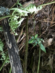 Dryopteris goldieana