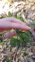 Xanthosia pilosa