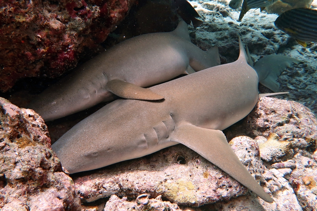 Tawny Nurse Shark