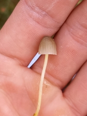 Mycena epipterygia