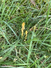 Clavulinopsis helvola