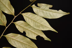 Castanopsis carlesii