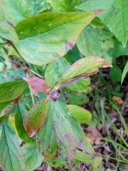 Paeonia lactiflora