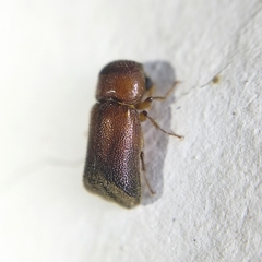 Bostrichidae