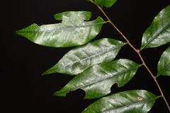 Castanopsis carlesii