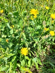 Cichorieae