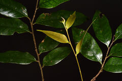 Castanopsis carlesii