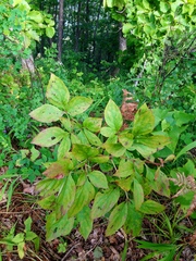 Paeonia lactiflora