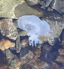 Rhizostoma pulmo