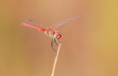 Sympetrum fonscolombii